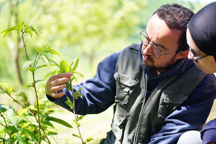 Kestanede verim kaybına karşı mücadele: DÜ Akademisyenleri doğru zamanı belirliyor! Kestanede verim kaybına karşı mücadele: DÜ Akademisyenleri doğru zamanı belirliyor! - 3. Resim