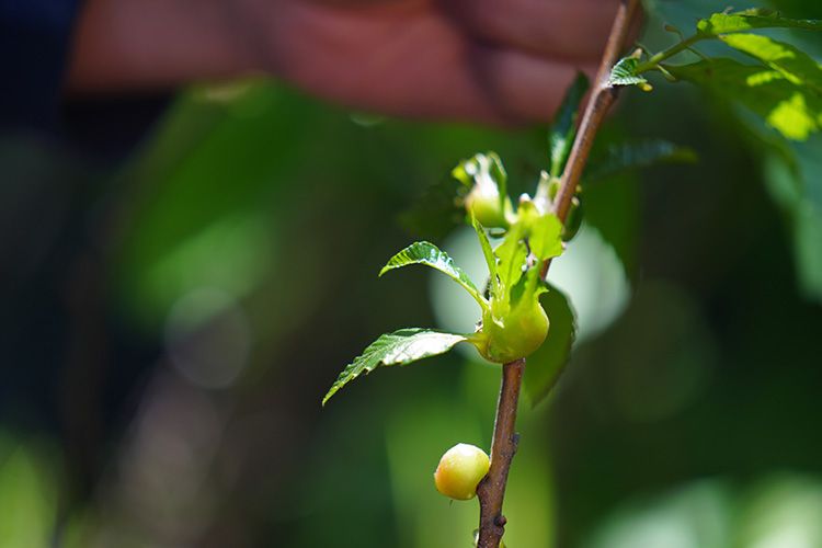 Kestanede verim kaybına karşı mücadele: DÜ Akademisyenleri doğru zamanı belirliyor! Kestanede verim kaybına karşı mücadele: DÜ Akademisyenleri doğru zamanı belirliyor! - 2. Resim