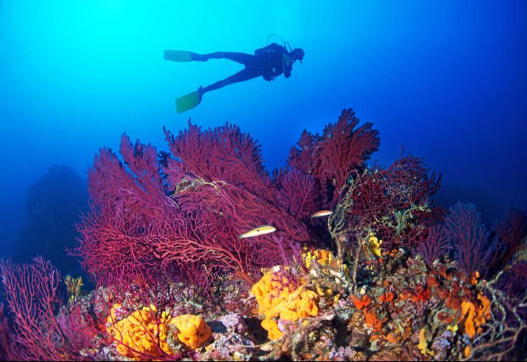Ayvalık'ta nesli tehlike altındaki kırmızı mercanlar göz kamaştırıyor! Nesli tehlike altındaki Ayvalık'ın kırmızı mercanları görüntülendi! - 2. Resim