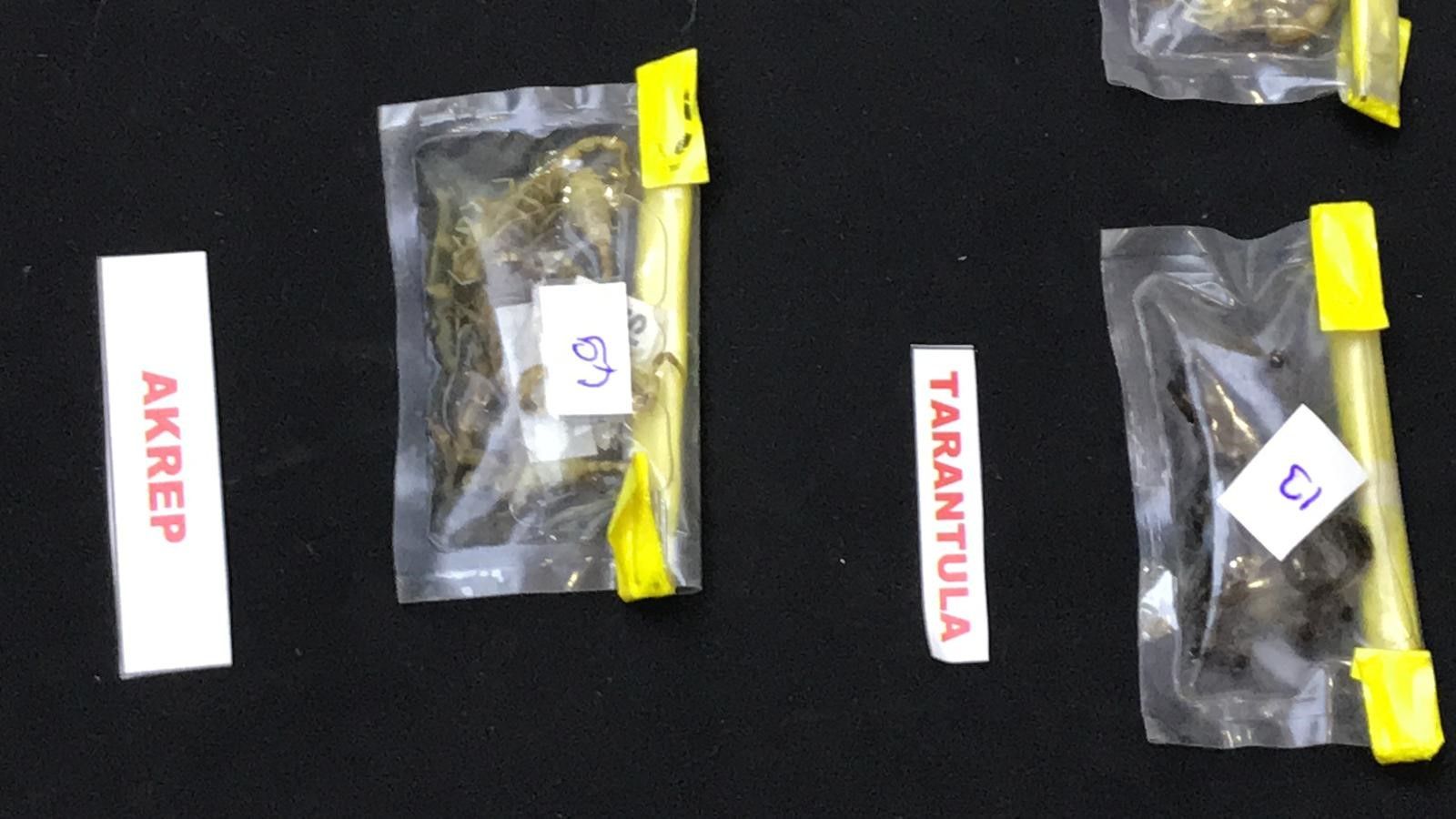 Yer: İstanbul! ABD'li müze müdürü, tarantula ve akrep kaçakçılığı yaparken yakalandı Yer: İstanbul! ABD'li müze müdürü, tarantula ve akrep kaçakçılığı yaparken yakalandı - 1. Resim