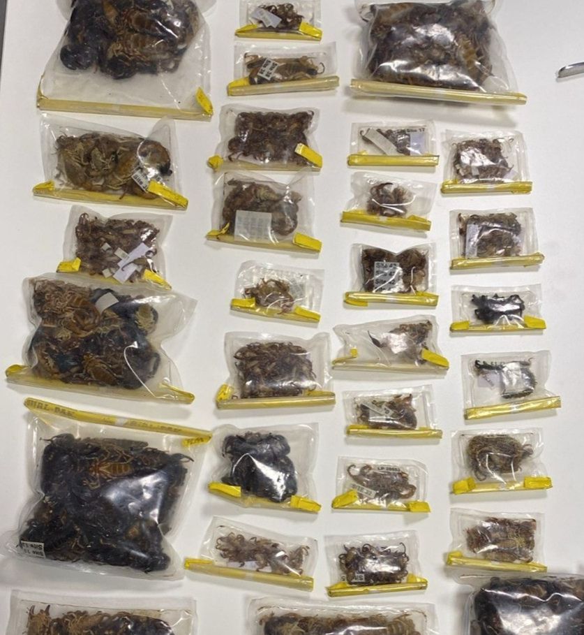 Yer: İstanbul! ABD'li müze müdürü, tarantula ve akrep kaçakçılığı yaparken yakalandı Yer: İstanbul! ABD'li müze müdürü, tarantula ve akrep kaçakçılığı yaparken yakalandı - 3. Resim