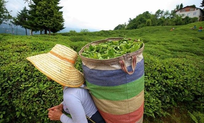 14 Mayıs'ta gerçekleşen Çaykur 1072 mevsimlik işçi alımı kura sonuçları 2024 Çaykur 1072 mevsimlik işçi alımı kura sonuçları 2024 - 1. Resim