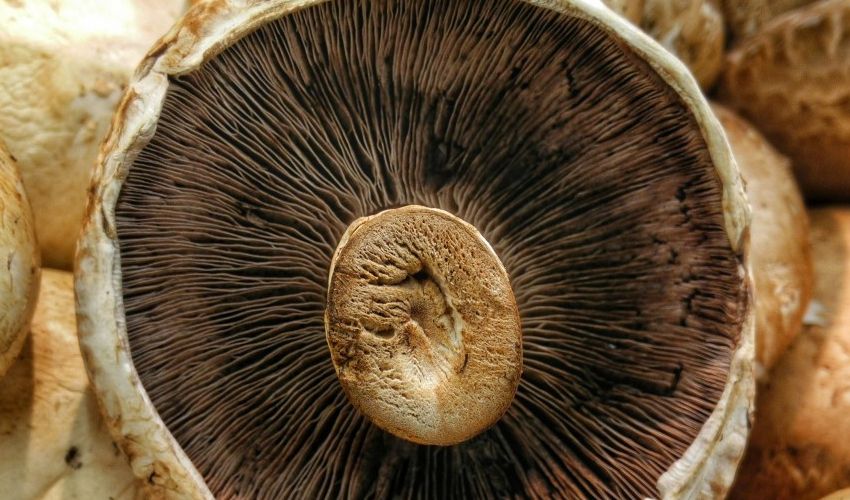 Dikkat, vakalar arttı: Vücudu zehirleyip ölüme götürüyor Dikkat, vakalar arttı: Vücudu zehirleyip ölüme götürüyor - 1. Resim