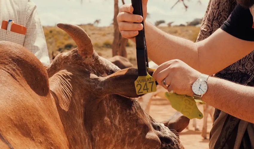 Vuslat, 3 kıta 20 &uuml;lkede kurban faaliyeti ger&ccedil;ekleştiriyor - 1. Resim