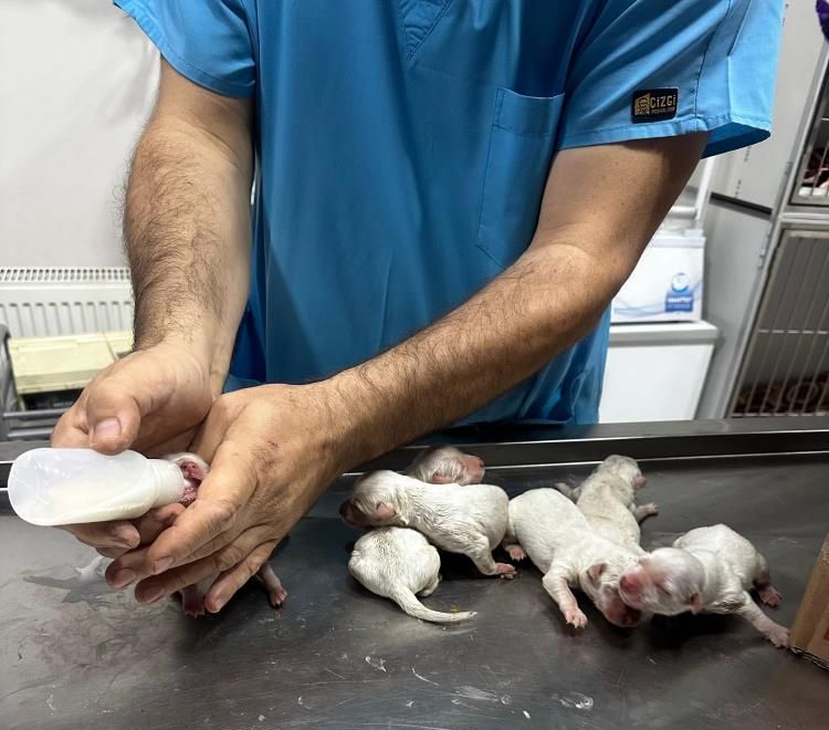 Çöp konteynerinin yanından geçen öğrenciler fark etti! Kanlı poşetten 6 köpek yavrusu çıktı Çöp konteynerinin yanından geçen öğrenciler fark etti! Kanlı poşetten 6 köpek yavrusu çıktı - 5. Resim