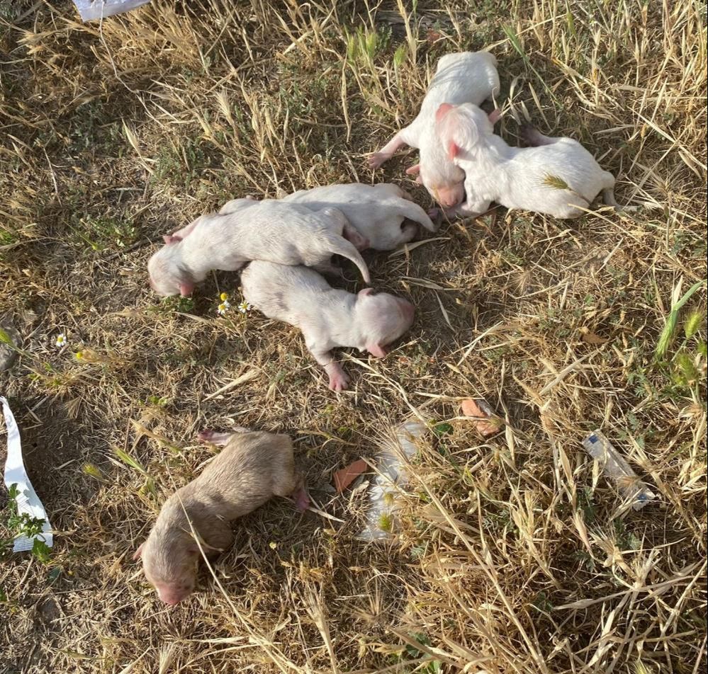 Çöp konteynerinin yanından geçen öğrenciler fark etti! Kanlı poşetten 6 köpek yavrusu çıktı Çöp konteynerinin yanından geçen öğrenciler fark etti! Kanlı poşetten 6 köpek yavrusu çıktı - 3. Resim