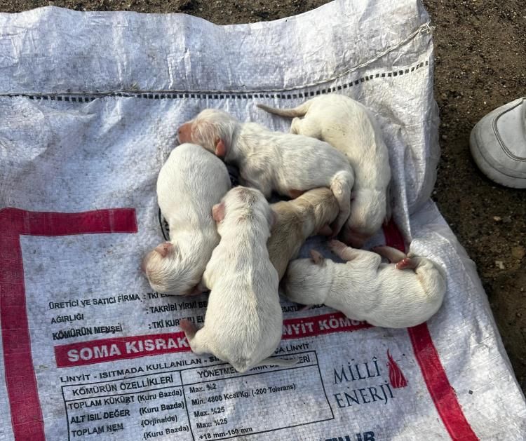 Çöp konteynerinin yanından geçen öğrenciler fark etti! Kanlı poşetten 6 köpek yavrusu çıktı Çöp konteynerinin yanından geçen öğrenciler fark etti! Kanlı poşetten 6 köpek yavrusu çıktı - 6. Resim