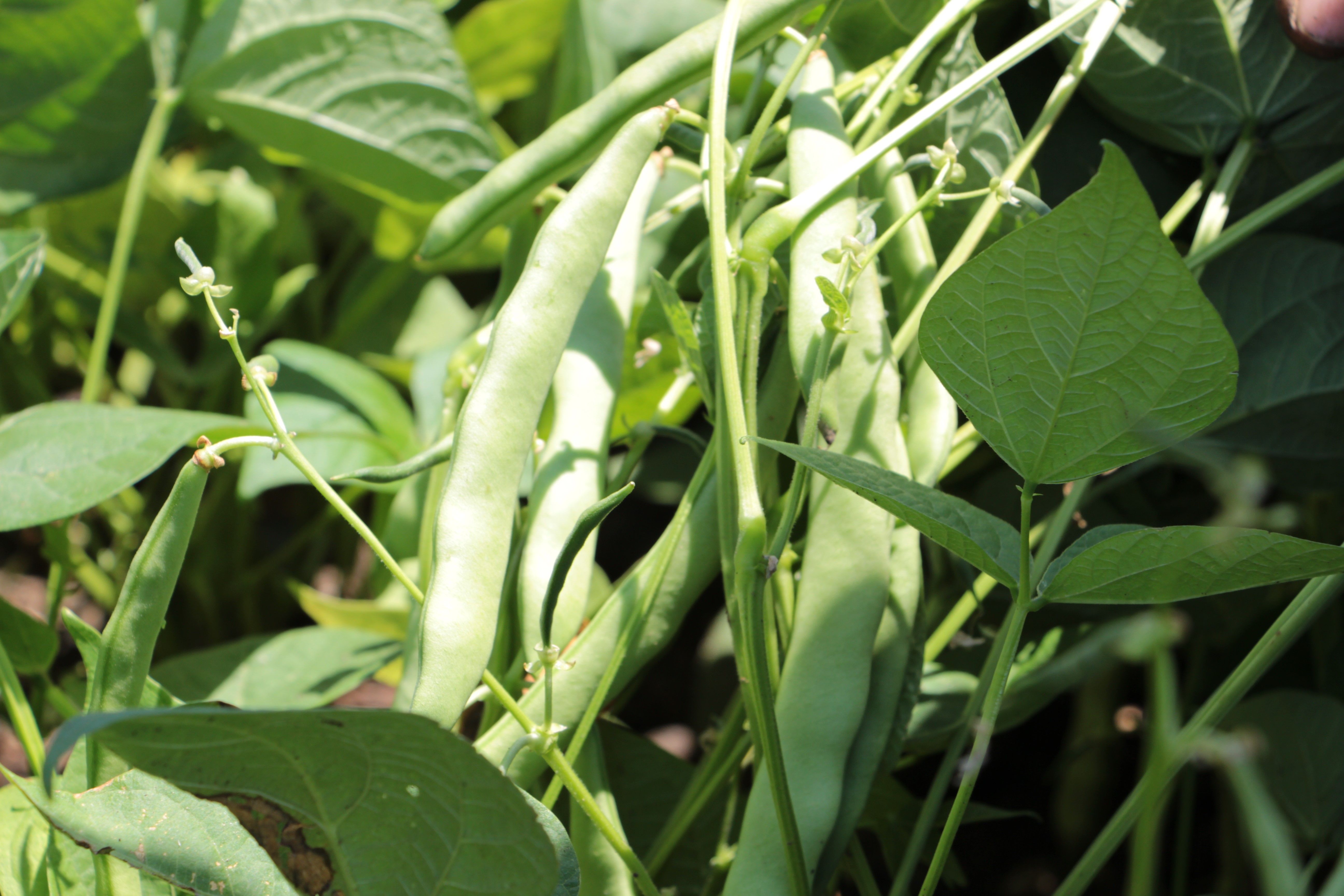 Hatay'da taze fasulyede hasat başladı! Tarlada kilosu 50 TL  Hatay'da taze fasulyede hasat başladı! Tarlada kilosu 50 TL  - 2. Resim