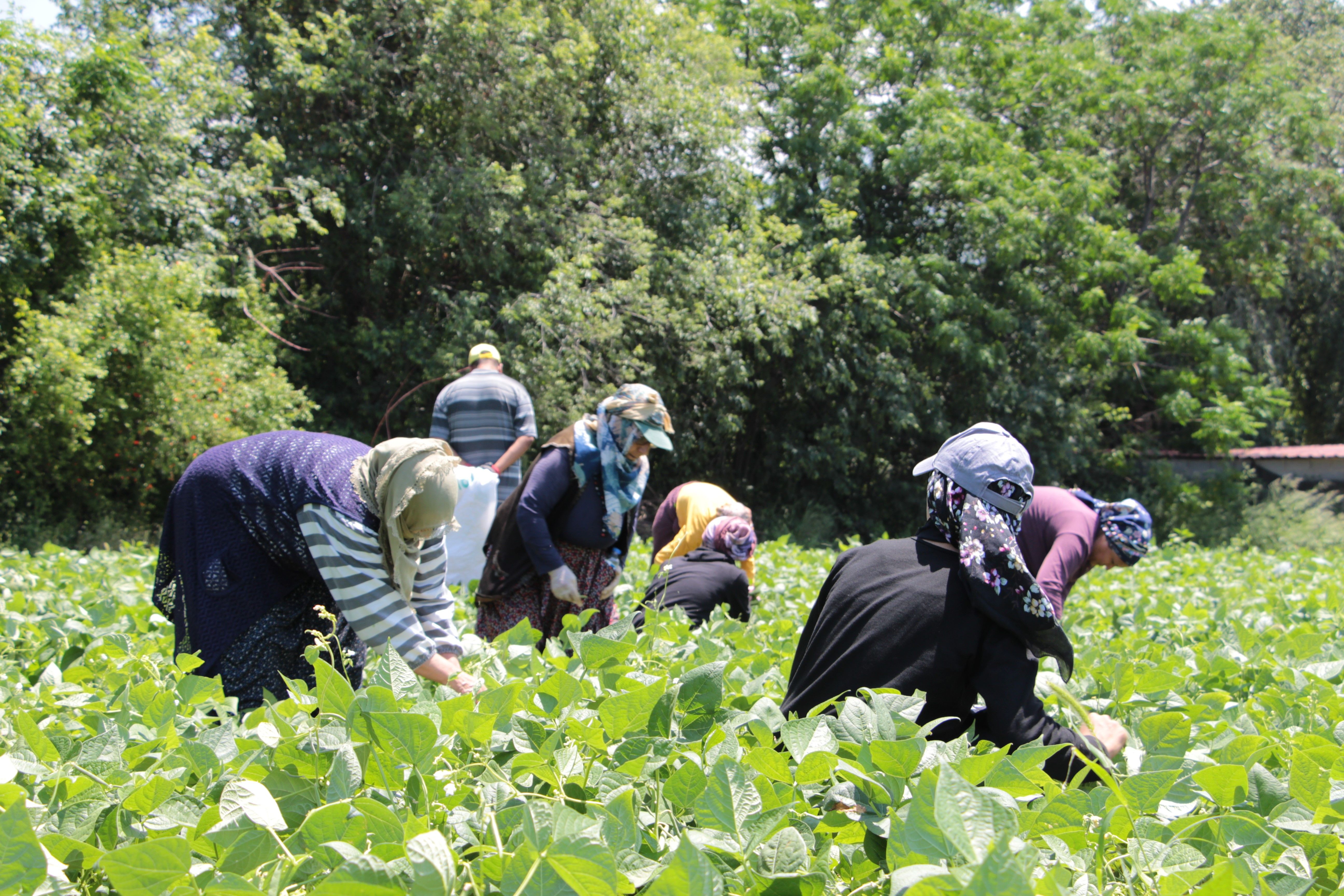 Hatay'da taze fasulyede hasat başladı! Tarlada kilosu 50 TL  Hatay'da taze fasulyede hasat başladı! Tarlada kilosu 50 TL  - 1. Resim