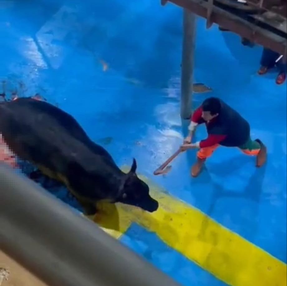 İnsanlıktan utandıran görüntüler! Büyükbaş hayvana işkence yapan 5 cani tutuklandı Bunu yapan insan olamaz! Büyükbaş hayvana yapılan işkenceye 5 gözaltı - 2. Resim