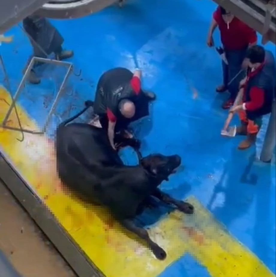 İnsanlıktan utandıran görüntüler! Büyükbaş hayvana işkence yapan 5 cani tutuklandı Bunu yapan insan olamaz! Büyükbaş hayvana yapılan işkenceye 5 gözaltı - 3. Resim