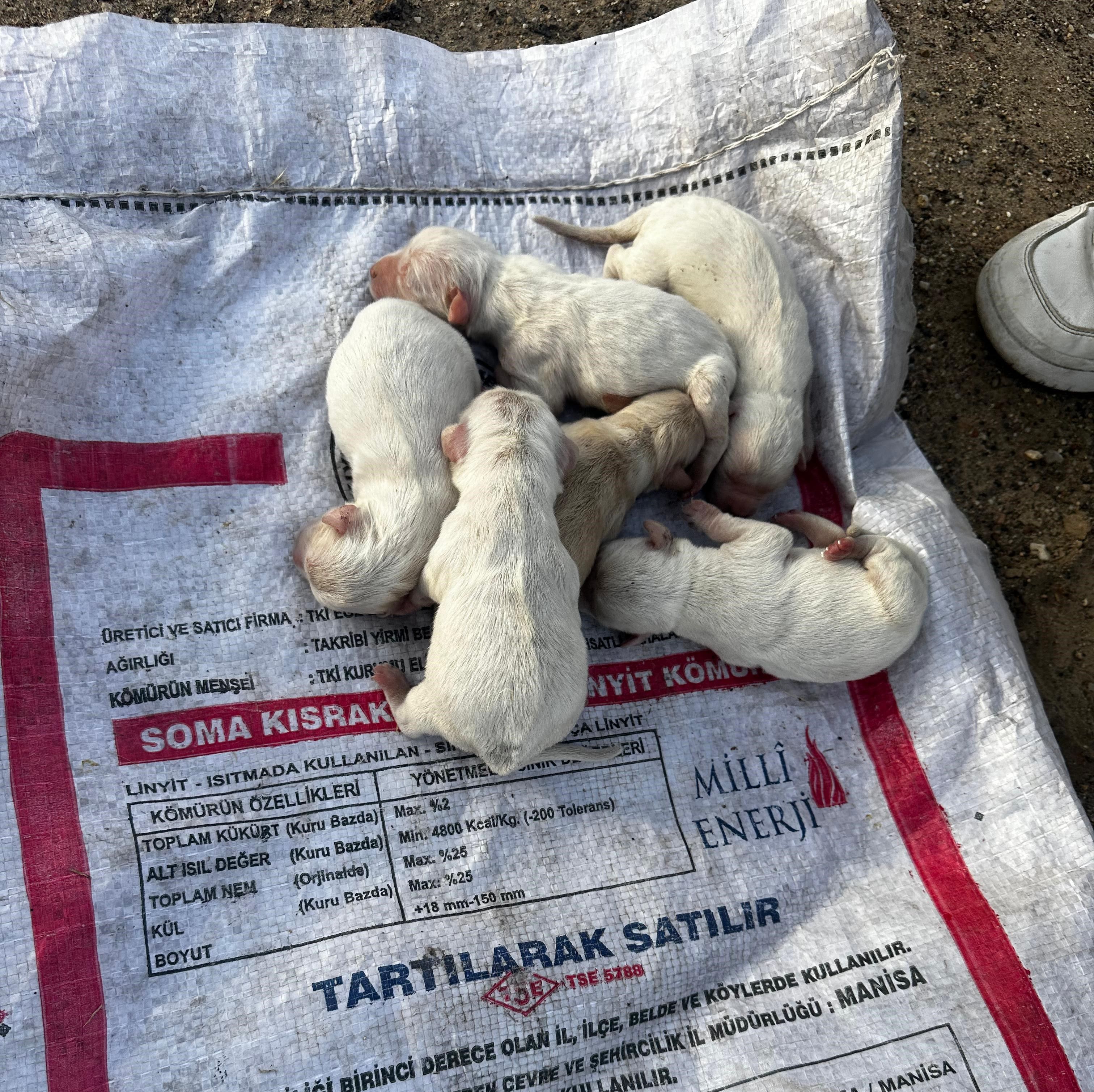 Yeni doğmuş 6 köpek yavrusunu canlı canlı çöpe attılar Yeni doğmuş 6 köpek yavrusunu canlı canlı çöpe attılar - 2. Resim