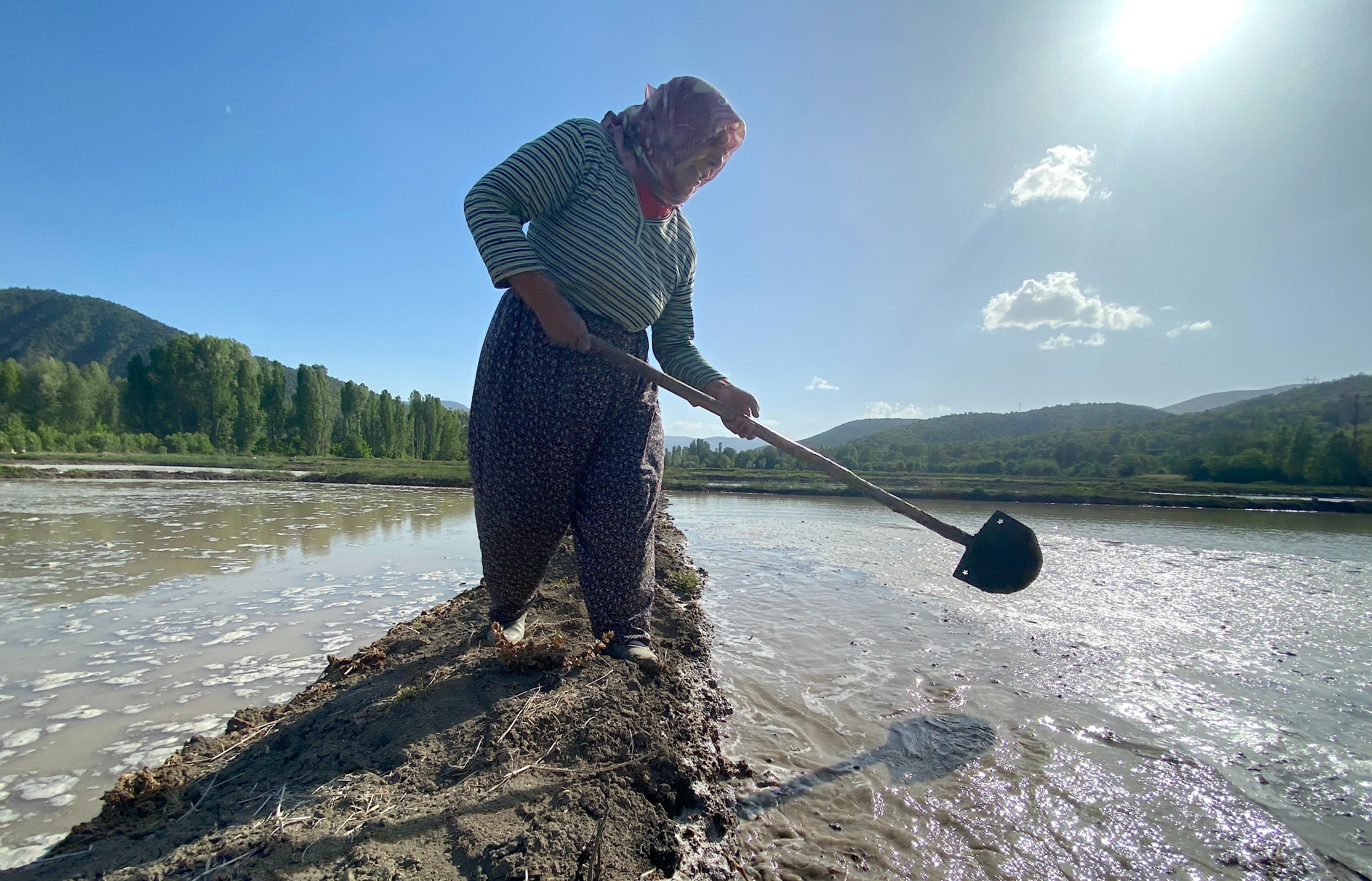 Dizlerine kadar suyun içine girip ekiyorlar! Sadece dört köyde yetişiyor, hasat sonbaharda - 2. Resim