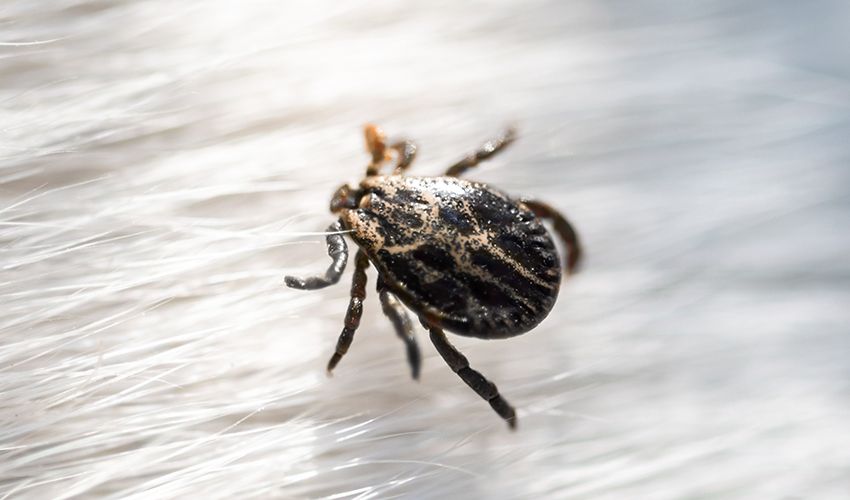 300 rahatsızlığı taklit ediyor, teşhisi zor! ‘Hayalet hastalık’ olarak biliniyor - 1. Resim