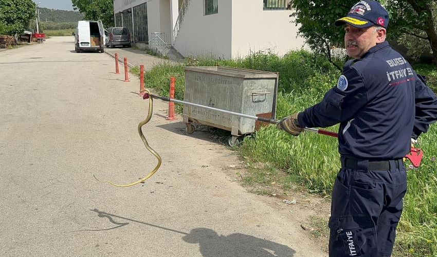 Evi mesken tuttu, mahallelinin huzuru kaçtı! Her yerden çıkıyorlar - 3. Resim