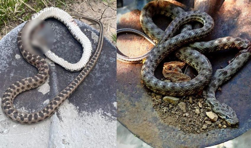 Evi mesken tuttu, mahallelinin huzuru kaçtı! Her yerden çıkıyorlar - 1. Resim