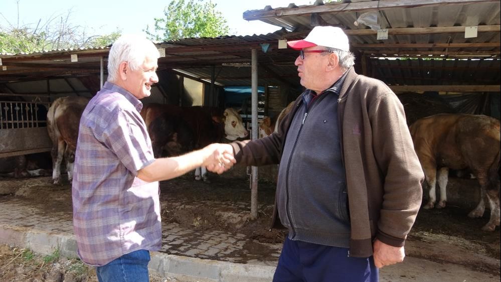 Kurban Bayramı için satılan Paşa bir araba ağırlığında Kurban Bayramı için satılan Paşa bir araba ağırlığında - 4. Resim