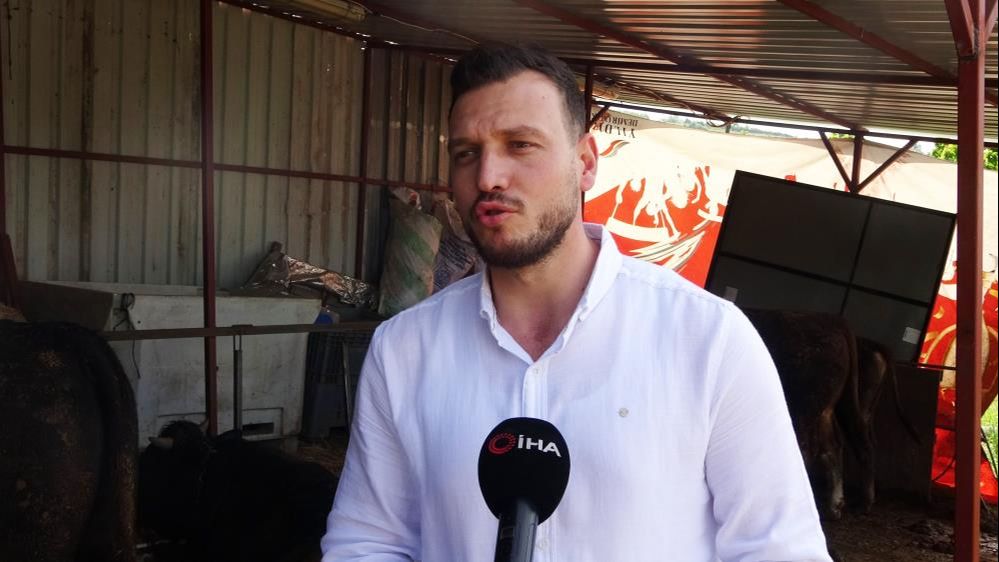 Kurban Bayramı için satılan Paşa bir araba ağırlığında Kurban Bayramı için satılan Paşa bir araba ağırlığında - 2. Resim