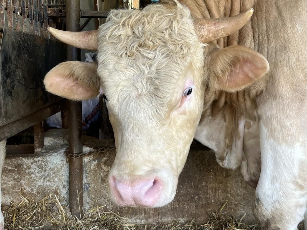 Kurban Bayramı için satılan Paşa bir araba ağırlığında Kurban Bayramı için satılan Paşa bir araba ağırlığında - 1. Resim