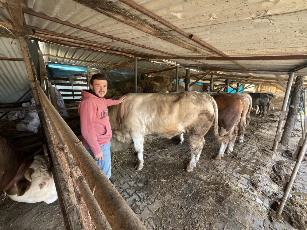 Kurban Bayramı için satılan Paşa bir araba ağırlığında Kurban Bayramı için satılan Paşa bir araba ağırlığında - 3. Resim