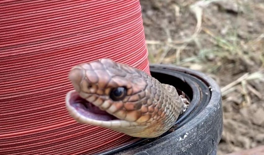Su borusu döşerken fark ettiler, hayatlarının şokunu yaşadılar! ‘İlk defa yakından gördüm’ - 1. Resim