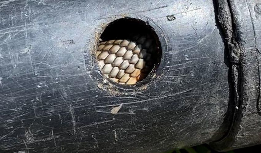 Su borusu döşerken fark ettiler, hayatlarının şokunu yaşadılar! ‘İlk defa yakından gördüm’ - 4. Resim