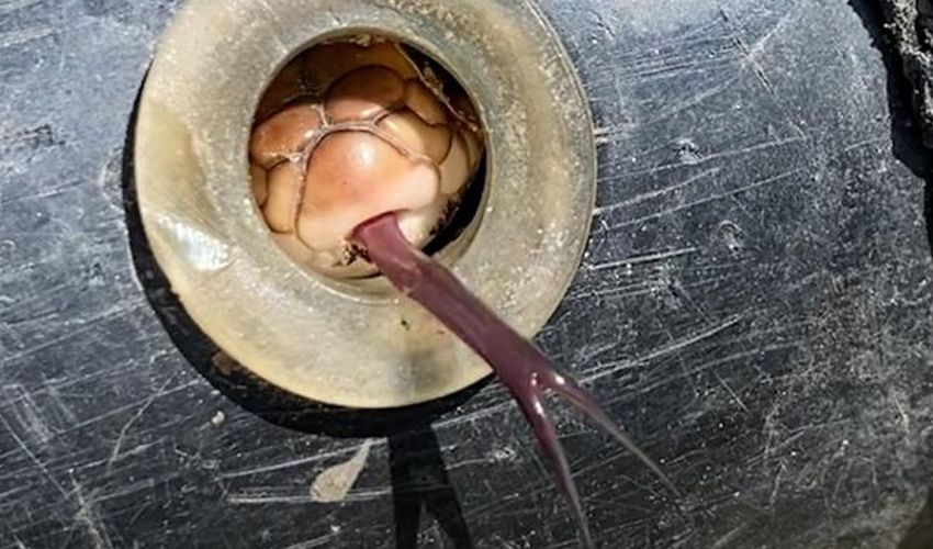 Su borusu döşerken fark ettiler, hayatlarının şokunu yaşadılar! ‘İlk defa yakından gördüm’ - 2. Resim