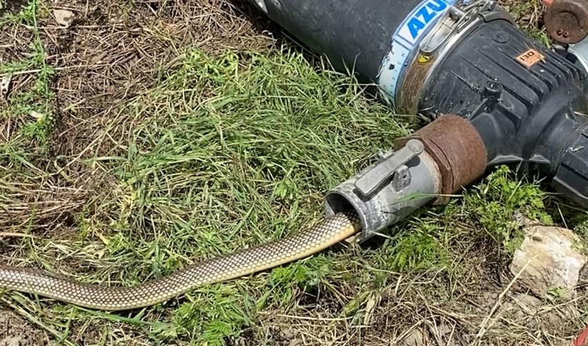Su borusu döşerken fark ettiler, hayatlarının şokunu yaşadılar! ‘İlk defa yakından gördüm’ - 3. Resim