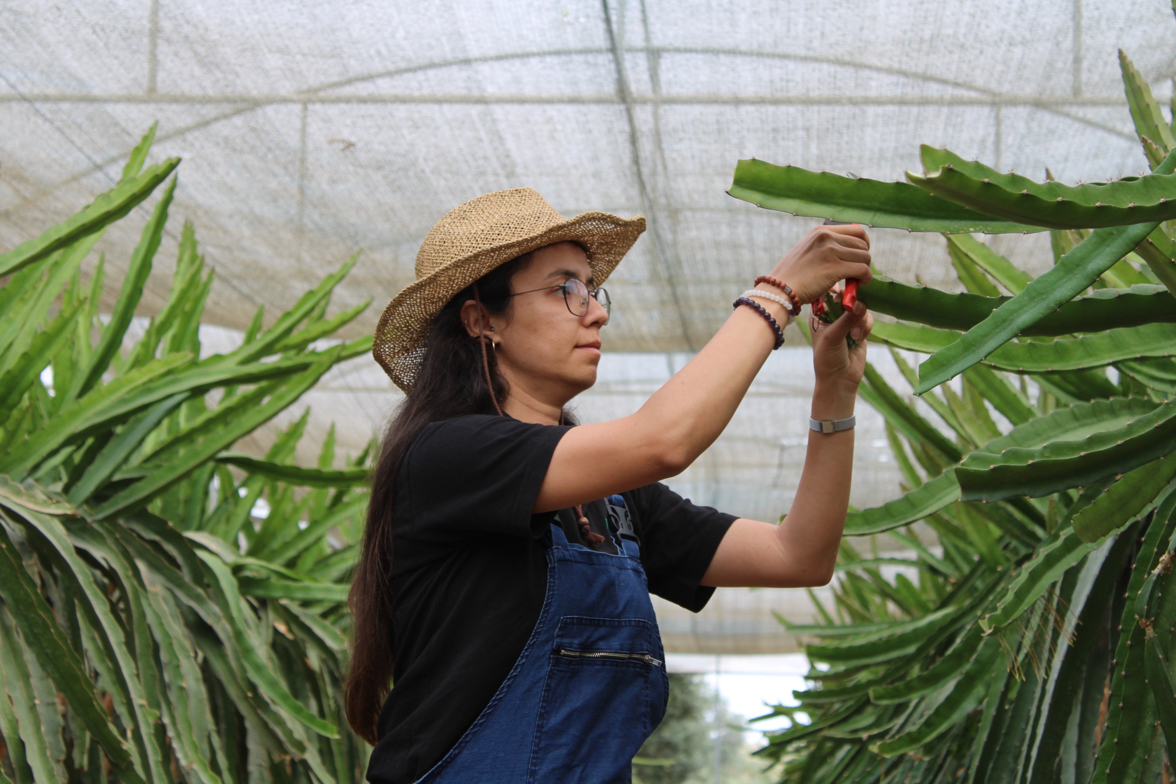 Kadınlara çiftçiliği tavsiye ediyor! Plazadan kaçan Vildan Uğurlu 500 ton meyve üretecek - 1. Resim