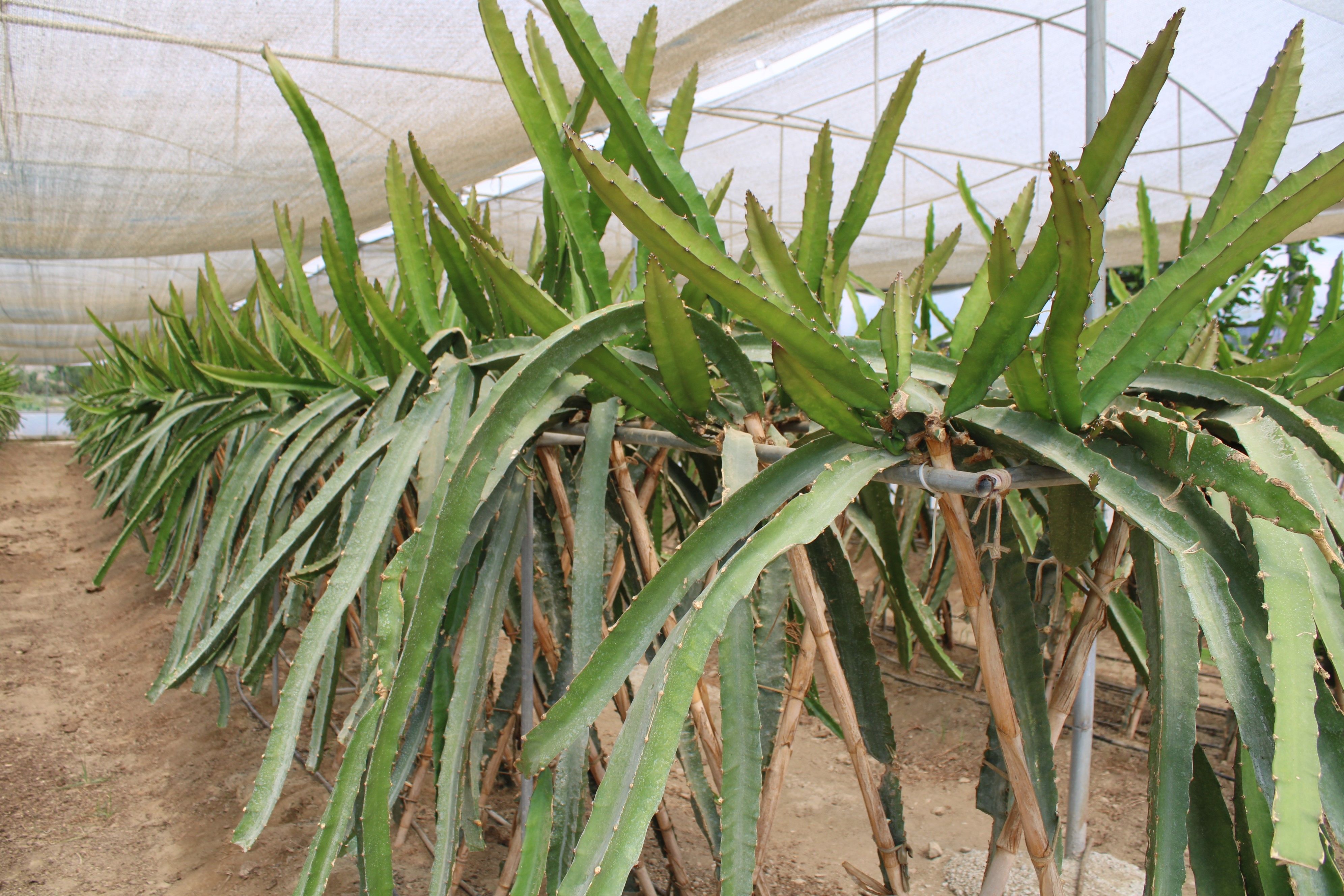 Kadınlara çiftçiliği tavsiye ediyor! Plazadan kaçan Vildan Uğurlu 500 ton meyve üretecek - 3. Resim