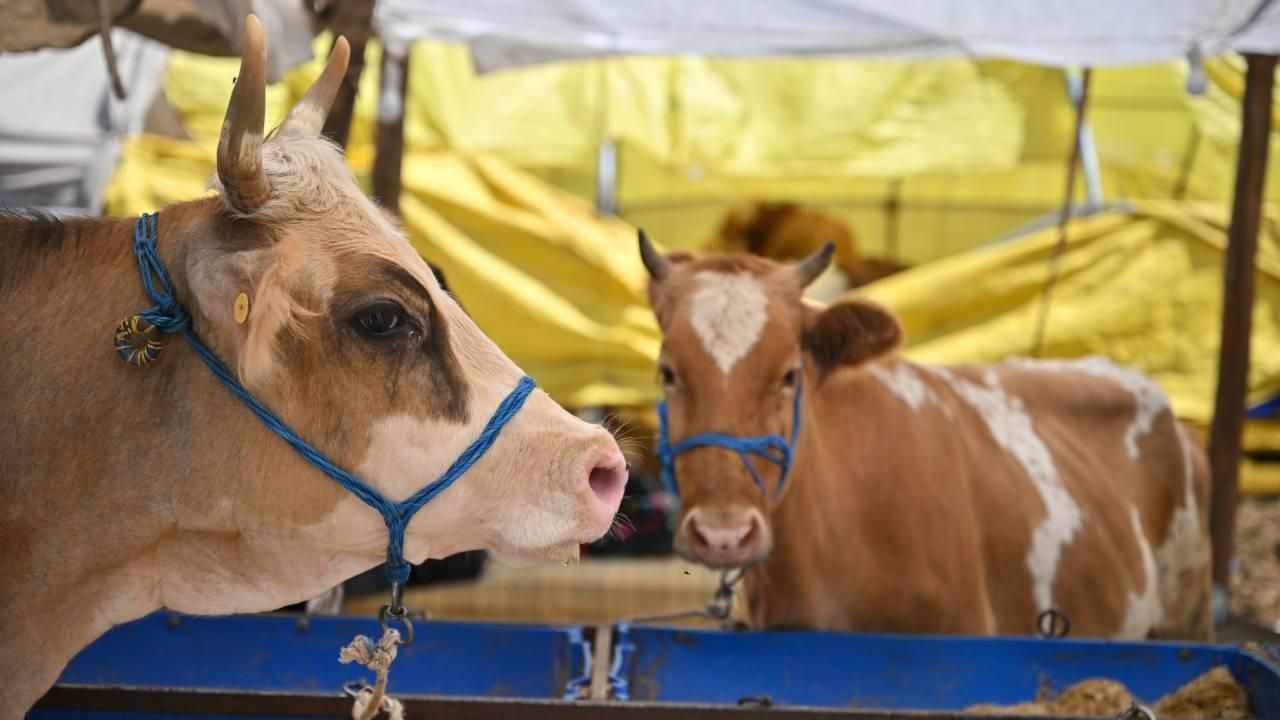 Kurban bayramı öncesinde büyükbaş ve küçükbaş kurbanlıkların fiyatları belli oldu - 3. Resim