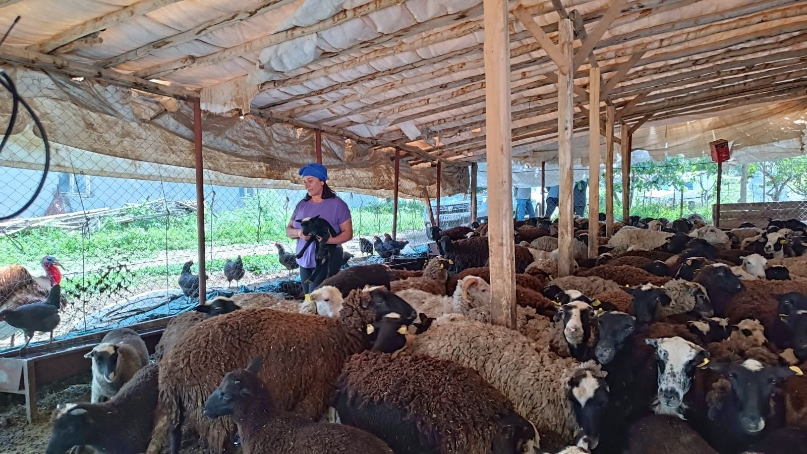 Öyküsü takdir topluyor: Sadece 10 koyunla başladı ama şimdi... Öyküsü takdir topluyor: Sadece 10 koyunla başladı ama şimdi... - 3. Resim