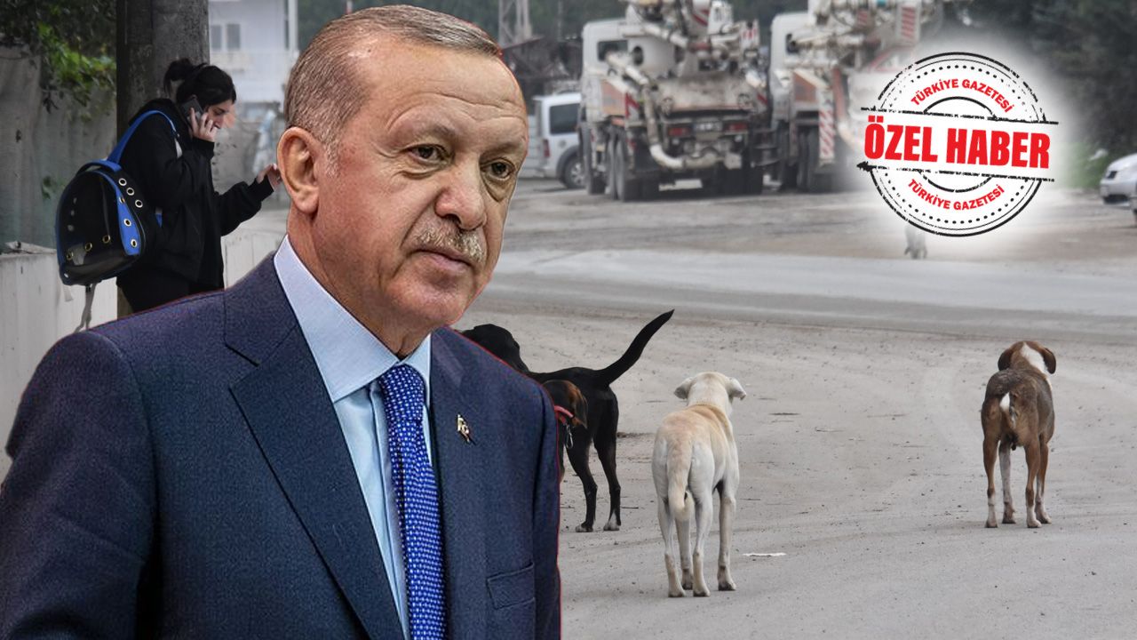 Meclis&#039;ten önce Erdoğan&#039;ın önünde... Başıboş köpeklerle ilgili ürküten rapor!