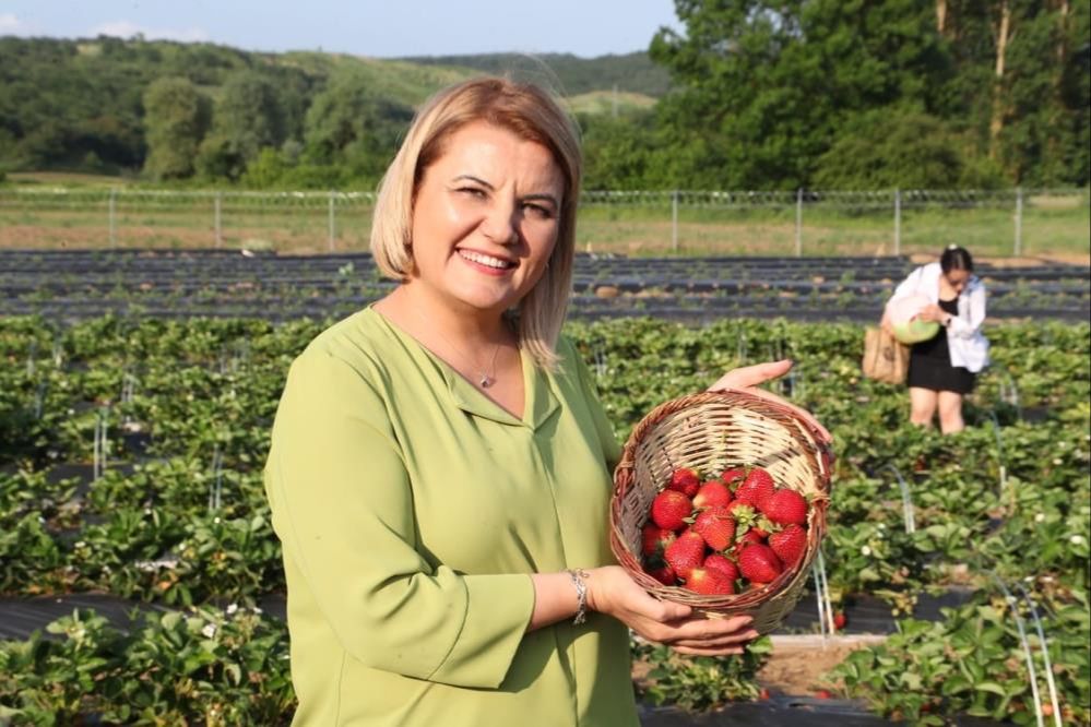 Geliri ihtiyaç sahiplerine dağıtılacaktı! İzmit Belediyesi'nin 12 dönüm alana diktiği çilekleri çaldılar Geliri ihtiyaç sahiplerine dağıtılacaktı! İzmit Belediyesi'nin 12 dönüm alana diktiği çilekleri çaldılar - 2. Resim