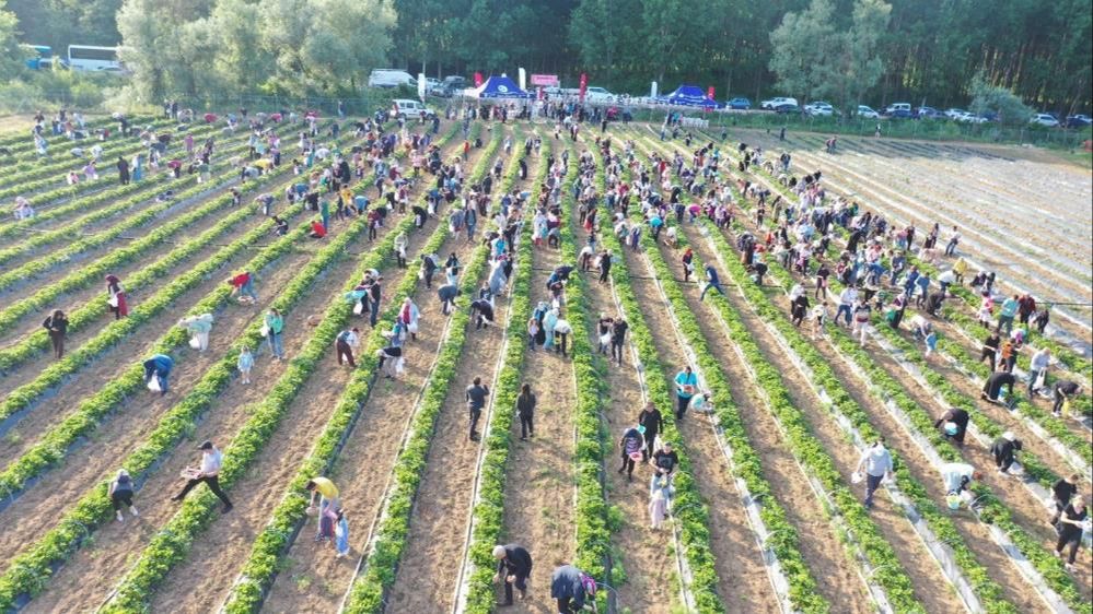 Geliri ihtiyaç sahiplerine dağıtılacaktı! İzmit Belediyesi'nin 12 dönüm alana diktiği çilekleri çaldılar Geliri ihtiyaç sahiplerine dağıtılacaktı! İzmit Belediyesi'nin 12 dönüm alana diktiği çilekleri çaldılar - 1. Resim