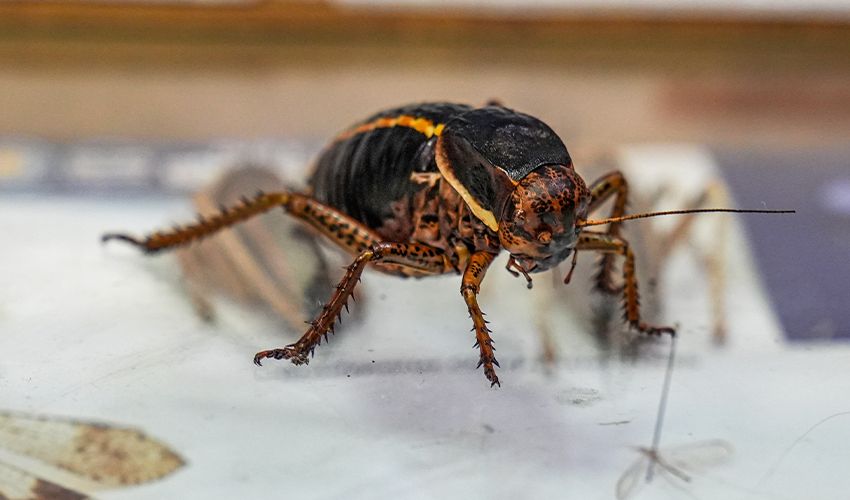 Şırnak’ta görüldü, geniş bir alana yayılıyor! Yumurtasını kaliteli hale getirmek için eşini yiyor Şırnak’ta görüldü, geniş bir alana yayılıyor! Yumurtasını kaliteli hale getirmek için eşini yiyor - 2. Resim