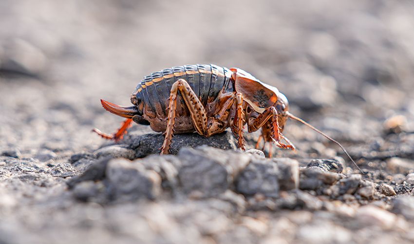 Şırnak’ta görüldü, geniş bir alana yayılıyor! Yumurtasını kaliteli hale getirmek için eşini yiyor Şırnak’ta görüldü, geniş bir alana yayılıyor! Yumurtasını kaliteli hale getirmek için eşini yiyor - 1. Resim