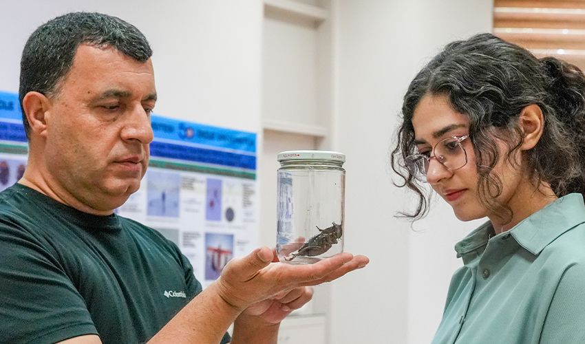 Şırnak’ta görüldü, geniş bir alana yayılıyor! Yumurtasını kaliteli hale getirmek için eşini yiyor Şırnak’ta görüldü, geniş bir alana yayılıyor! Yumurtasını kaliteli hale getirmek için eşini yiyor - 3. Resim