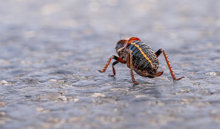 Şırnak’ta görüldü, geniş bir alana yayılıyor! Yumurtasını kaliteli hale getirmek için eşini yiyor Şırnak’ta görüldü, geniş bir alana yayılıyor! Yumurtasını kaliteli hale getirmek için eşini yiyor - 4. Resim