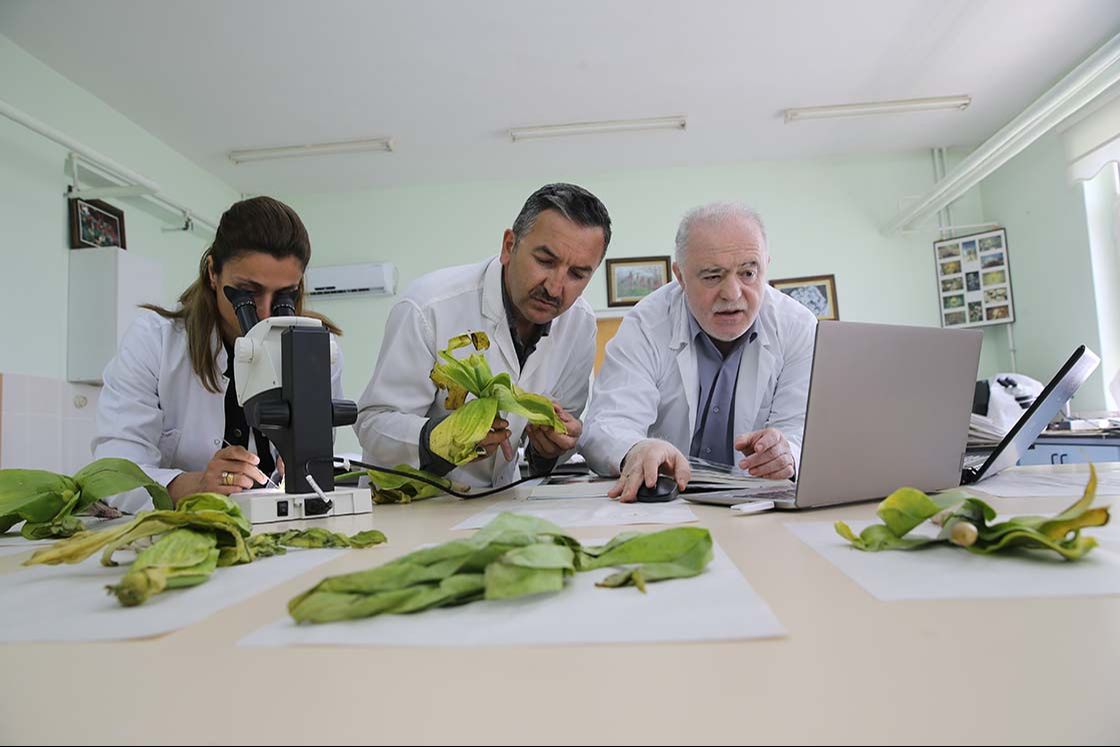 Dev soğanlar tehlike altında! Nesli tükenmekte olan dev soğan bitkileri bilim insanlarının korumasında Dev soğanlar tehlike altında! Nesli tükenmekte olan dev soğan bitkileri bilim insanlarının korumasında - 1. Resim