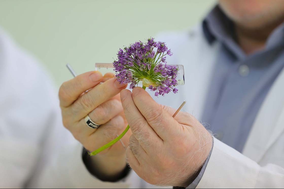 Dev soğanlar tehlike altında! Nesli tükenmekte olan dev soğan bitkileri bilim insanlarının korumasında Dev soğanlar tehlike altında! Nesli tükenmekte olan dev soğan bitkileri bilim insanlarının korumasında - 2. Resim
