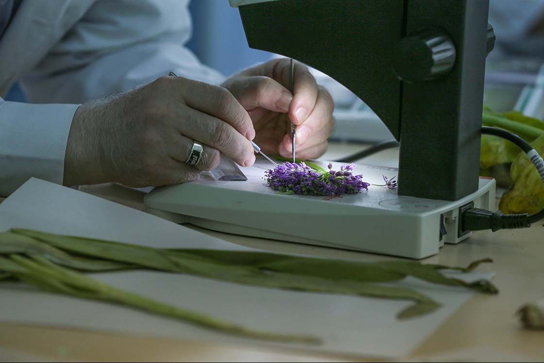 Dev soğanlar tehlike altında! Nesli tükenmekte olan dev soğan bitkileri bilim insanlarının korumasında Dev soğanlar tehlike altında! Nesli tükenmekte olan dev soğan bitkileri bilim insanlarının korumasında - 3. Resim