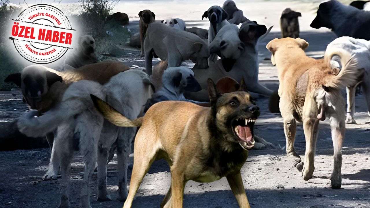 Köklü çözüm için tek çare uyutma! AK Parti başıboş köpeklerle ilgili kanun teklifi hazırlıyor