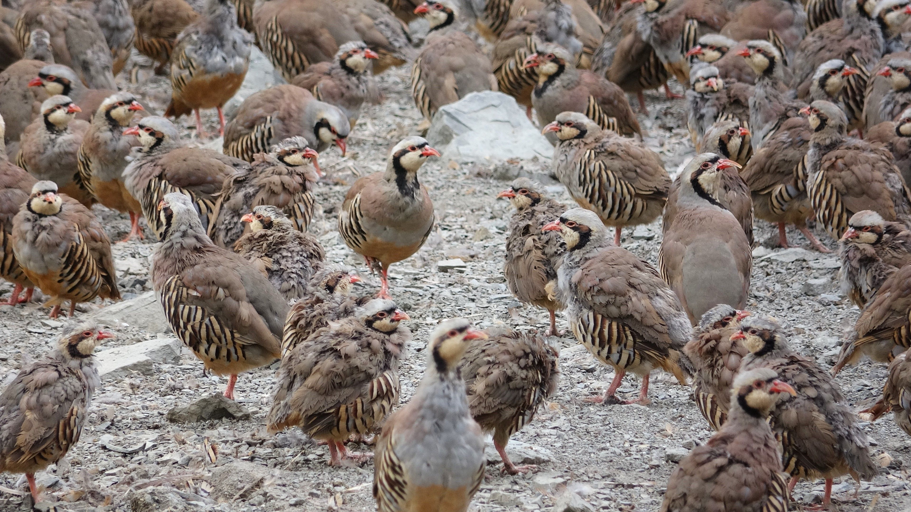 Nesli tükenmek üzereydi! 17 yılda 208 bin kınalı keklik üretilip doğaya salındı Türkülere konu olmuştu! 17 yılda 208 bin kınalı keklik üretilip doğaya salındı - 1. Resim