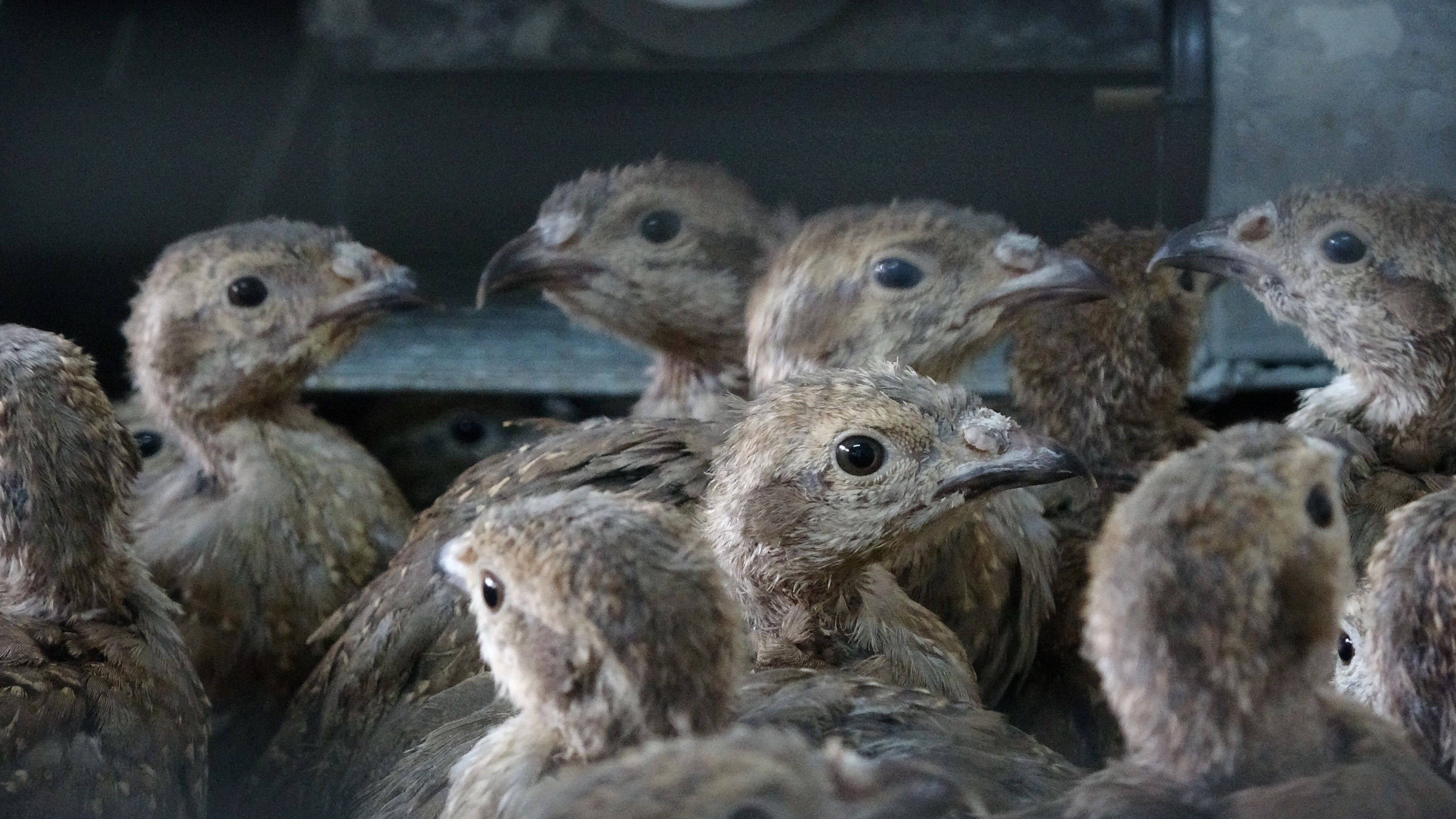 Nesli tükenmek üzereydi! 17 yılda 208 bin kınalı keklik üretilip doğaya salındı Türkülere konu olmuştu! 17 yılda 208 bin kınalı keklik üretilip doğaya salındı - 2. Resim