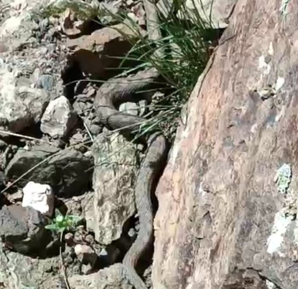 Van'da Türkiye’nin en zehirli yılanı görüldü - 1. Resim