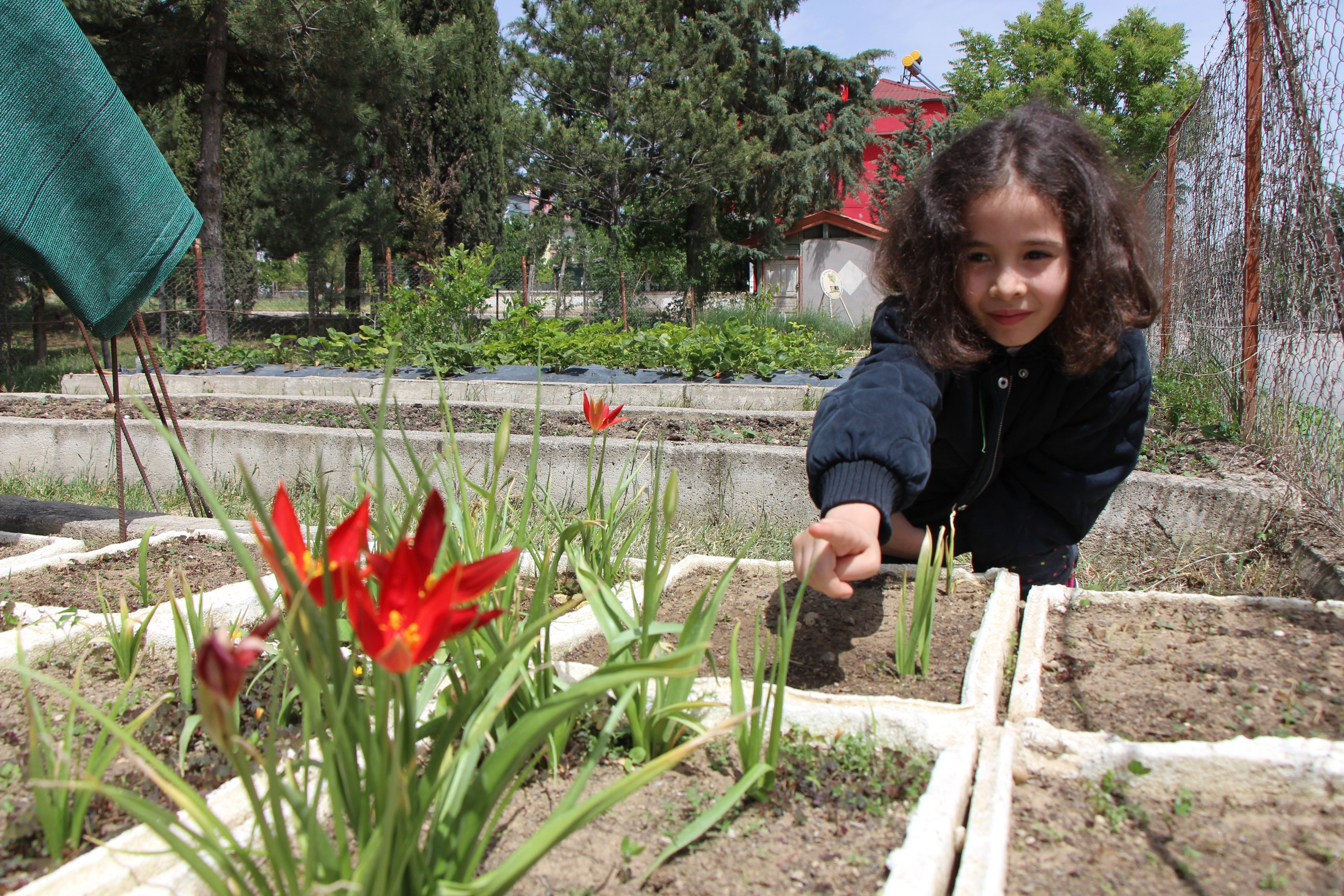 130 yıl önce kaybolmuştu! Amasya'da açan 'Yitik Türk lalesi'ni sadece 10 gün görebileceğiz - 1. Resim