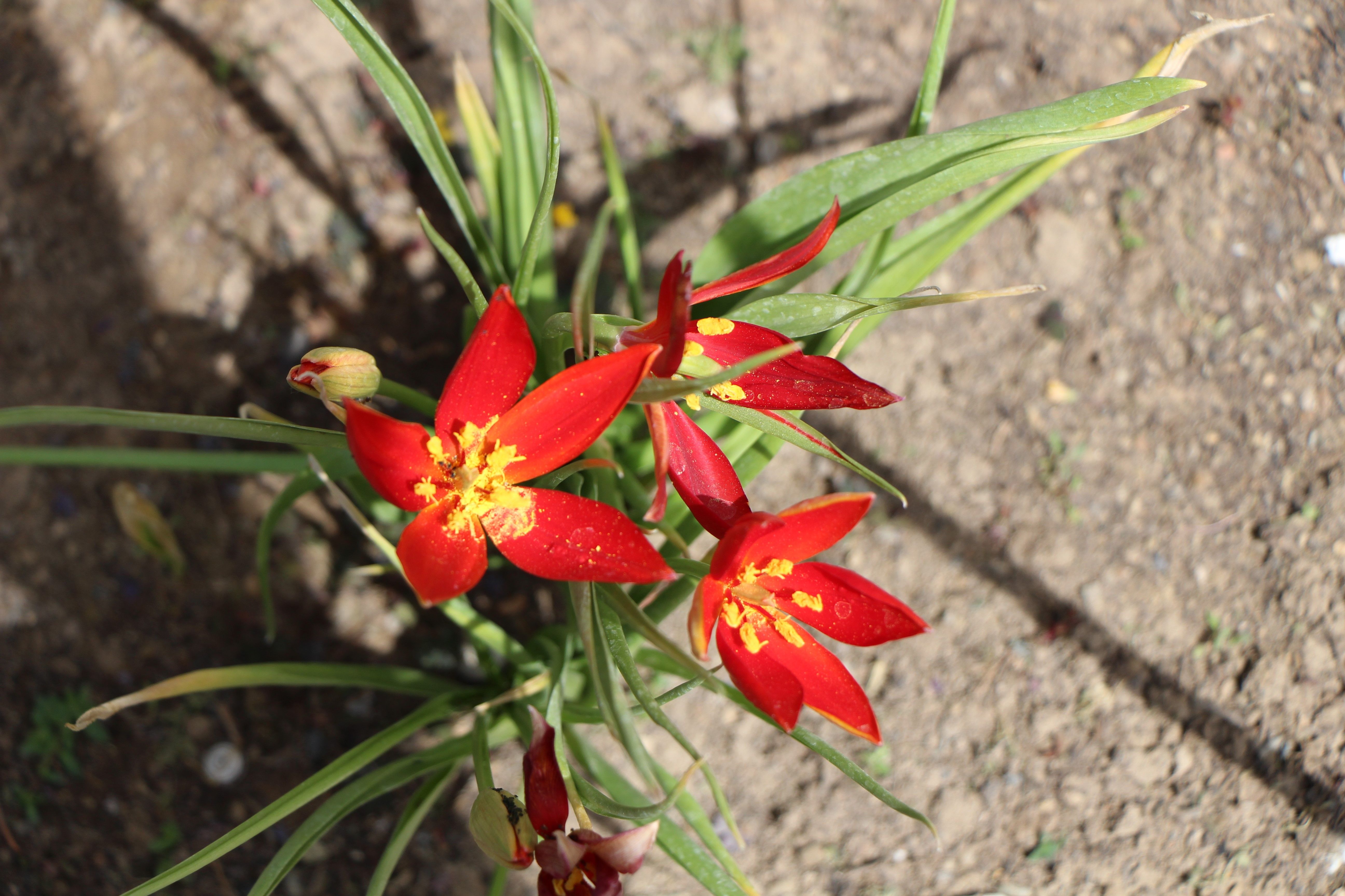 130 yıl önce kaybolmuştu! Amasya'da açan 'Yitik Türk lalesi'ni sadece 10 gün görebileceğiz - 2. Resim