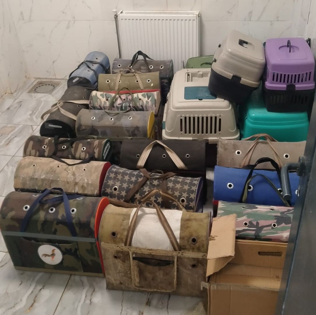 Horoz Koruma Derneğine şok bakın! Horoz dövüştürürken yakalandılar - 1. Resim