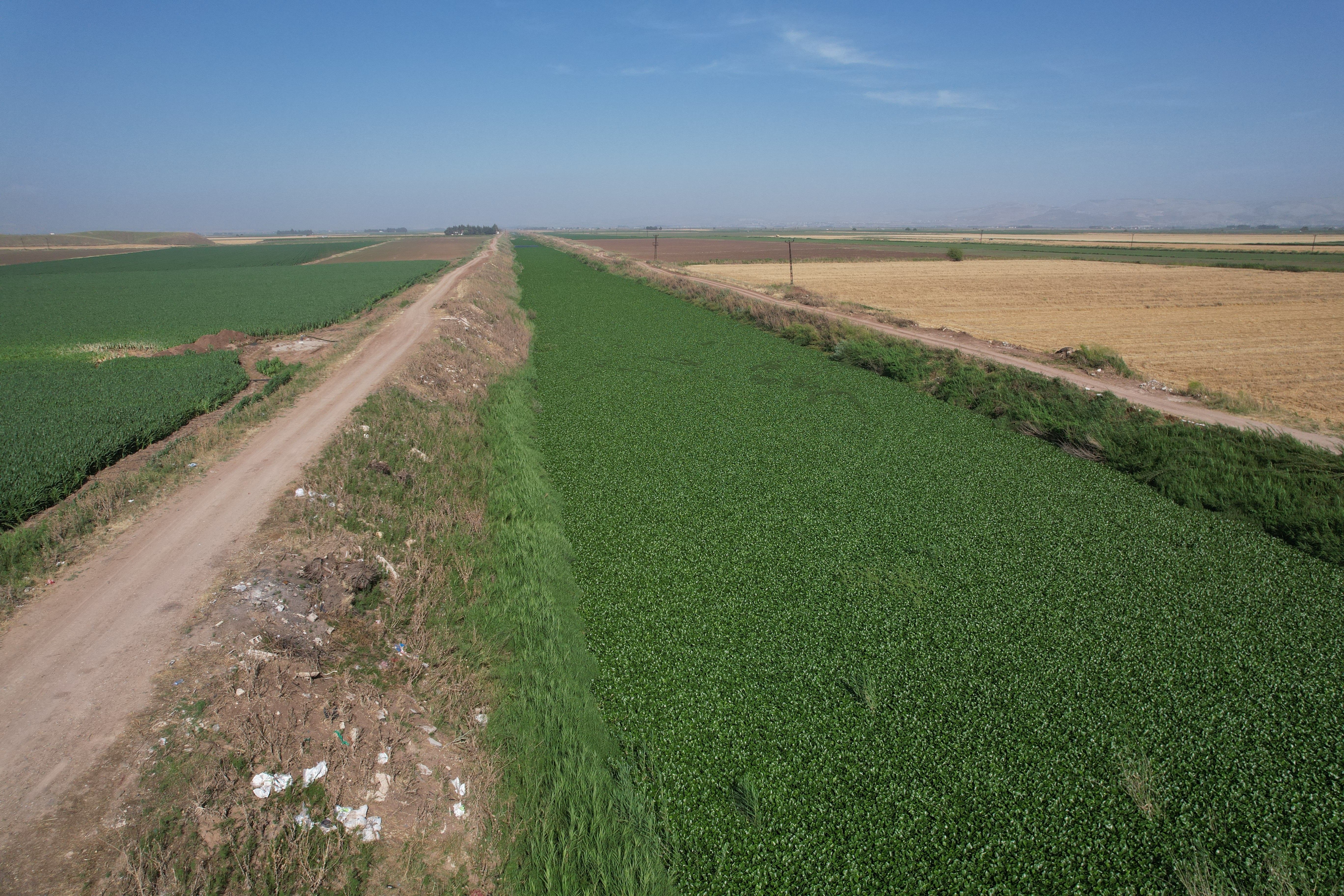 Su sümbülleri Asi Nehri'ni istila etti! Hataylı çiftçiler zarar görüyor - 1. Resim